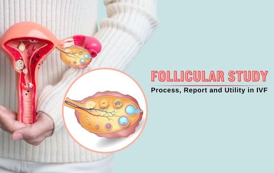 Follicular Study