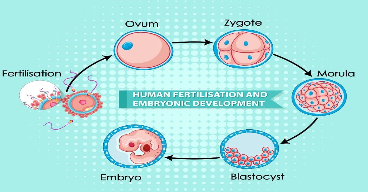 blastocyst culture